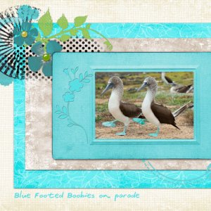 Blue Footed Boobies on Parade