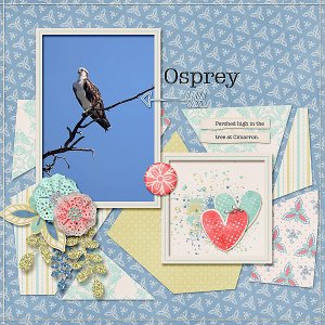 Osprey