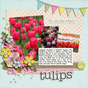 Tulips