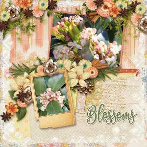 Blossoms