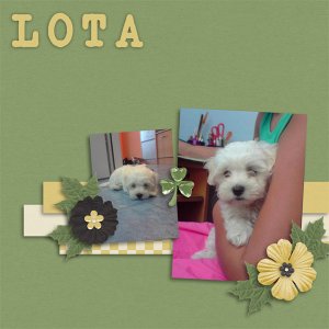 Mini Lota