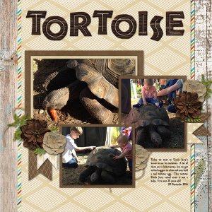 Tortoise