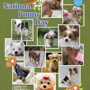 National Puppy Day 2017