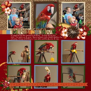 Bird Show
