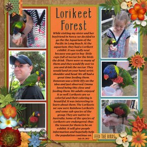 Lorikeet pg1