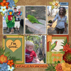 Lorikeet pg2