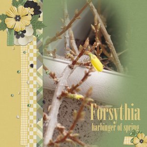 Forsythia