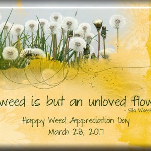 ATC 2017-47 A Weed