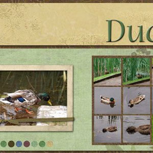 Ducks