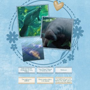 Manatee Appreciation Day