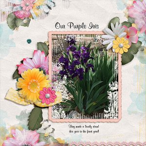 Purple Iris