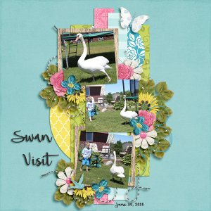 Swan Visit
