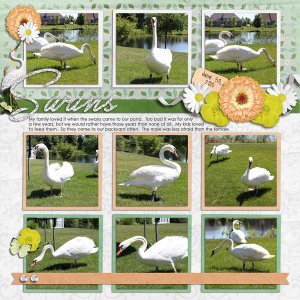 Swans