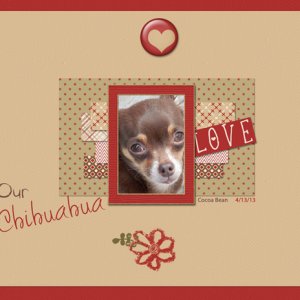 Our Chihuahua