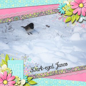 Dark-eyed Junco