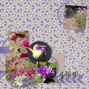 Flowers in Bloom
