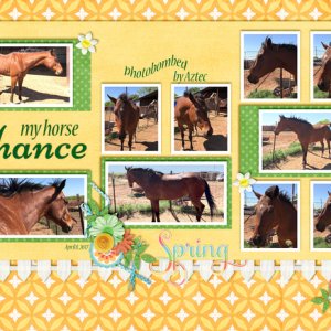 my horse Chance