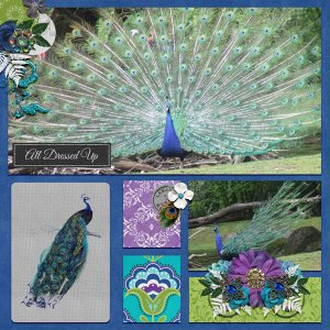 peacock beauty