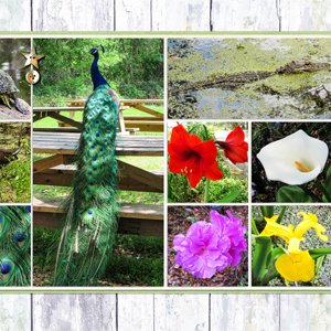 Magnolia Plantation 3