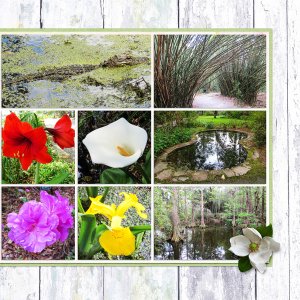 Magnolia Plantation 3, right