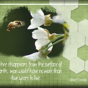 ATC 2017-66 The Bee
