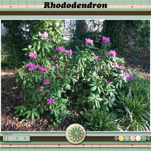 Rhododendron
