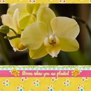 Bloom