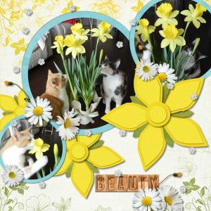 Beauty of Flowers