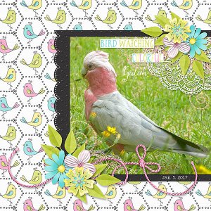 Pretty Galah