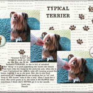 Typical Terrier