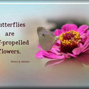 Butterflies