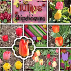 Tulips in Shipshewana