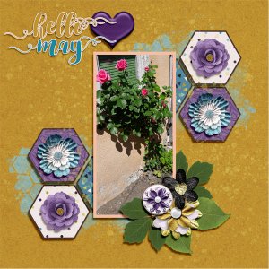 Rose in May