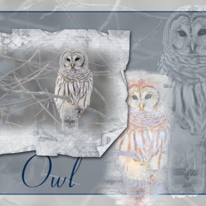 Owl