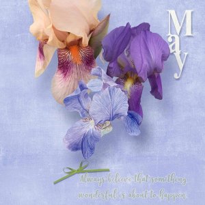 May Irises