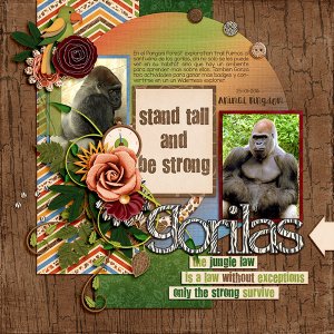 gorillas