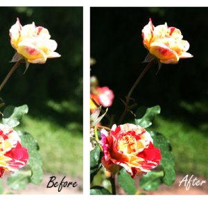 Roses