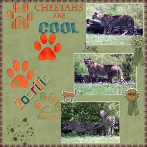 Cheetahs