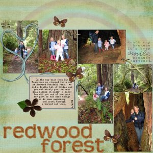 Redwood Forest