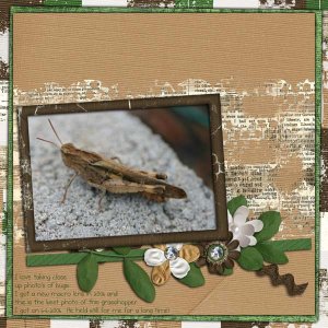 Grasshopper Photography