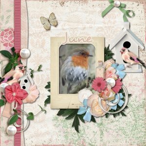 Robin