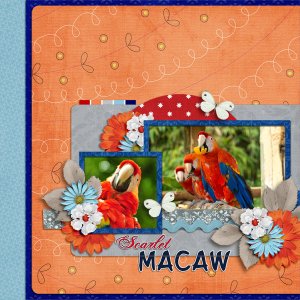 Scarlet Macaw