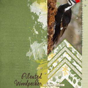 Pileated Woodpecker