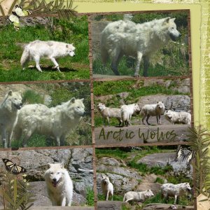 Arctic Wolves