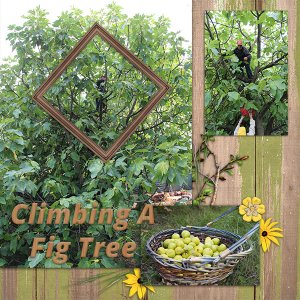 Climbing A Fig Tree