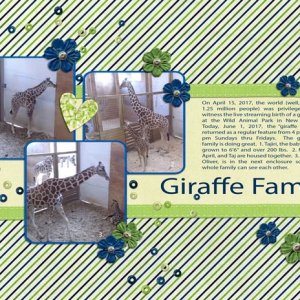 Giraffe Family