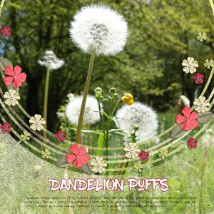 Dandelion Puffs