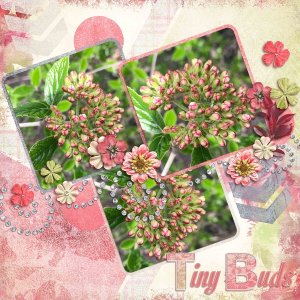 Tiny Buds