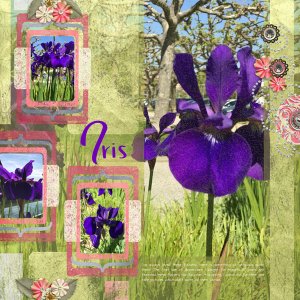 Iris