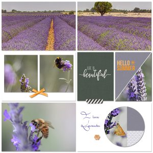 Lavender